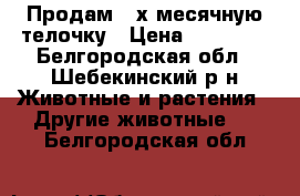 Продам 3-х месячную телочку › Цена ­ 17 000 - Белгородская обл., Шебекинский р-н Животные и растения » Другие животные   . Белгородская обл.